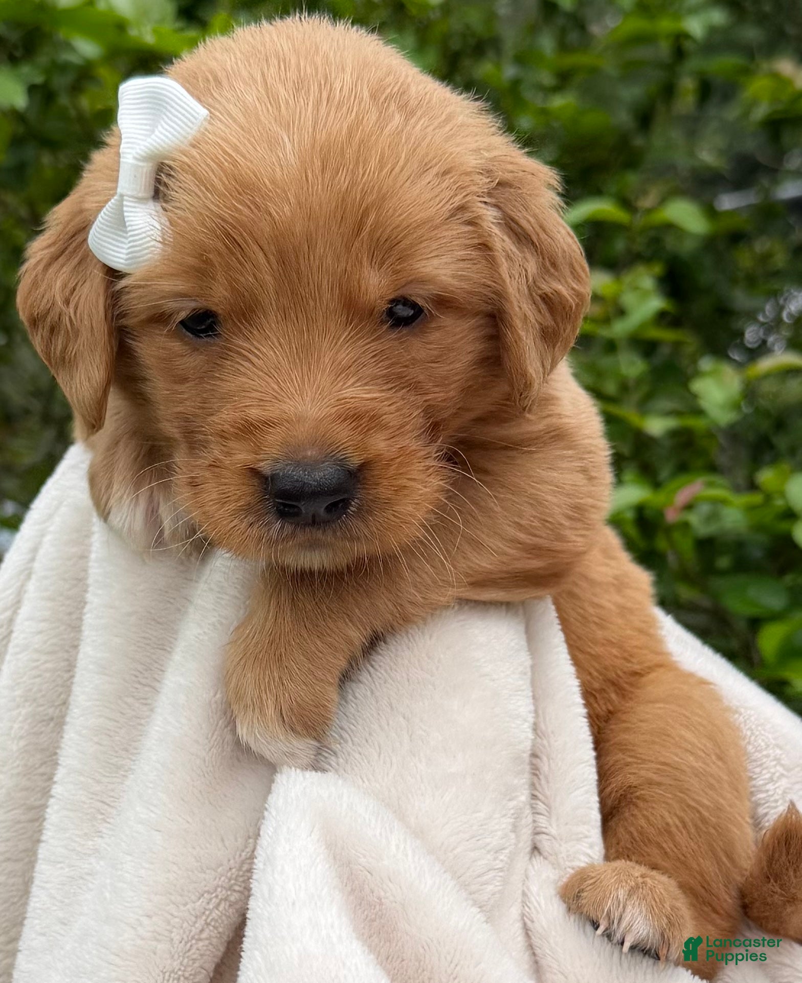 Golden Retriever dogs Red Golden Ms. White - Ad 1