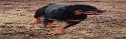 Rottweiler dogs for sale: Scarlett - Ad 33