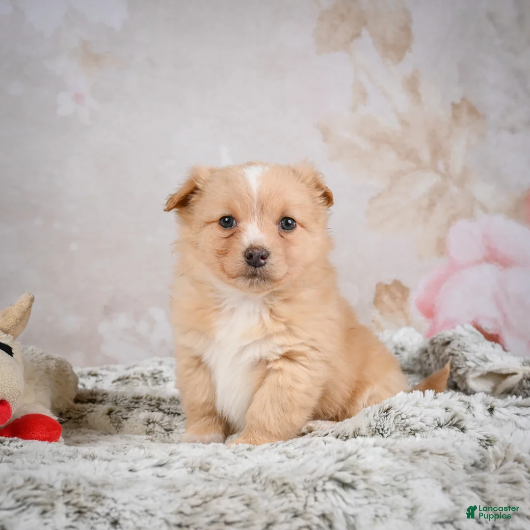 Chihuahua dogs for sale: Hugo - Ad 6