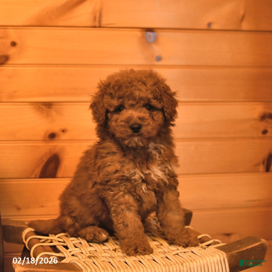 Mini Goldendoodle dogs Rowen  - Ad 2