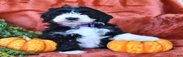 Aussiedoodle dogs for sale: Alexis  - Ad 1