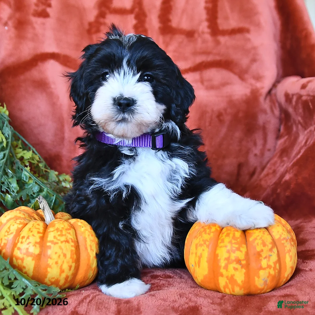 Aussiedoodle dogs for sale: Alexis  - Ad 1