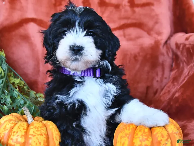 Aussiedoodle dogs Alexis - Ad 1