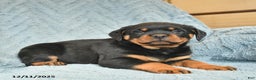 Rottweiler dogs for sale: Roy  - Ad 4