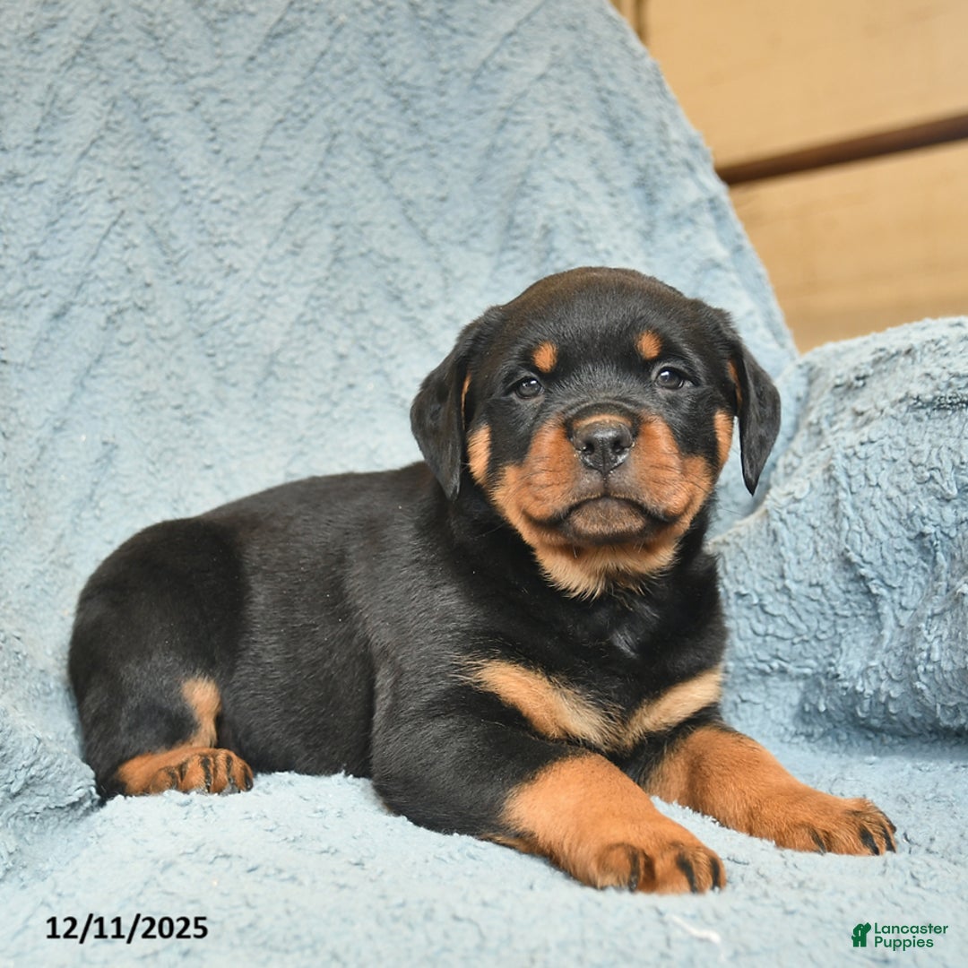 Rottweiler dogs for sale: Roy  - Ad 4