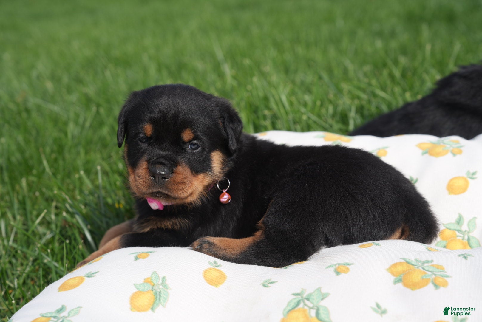 Rottweiler dogs Abby - Ad 1