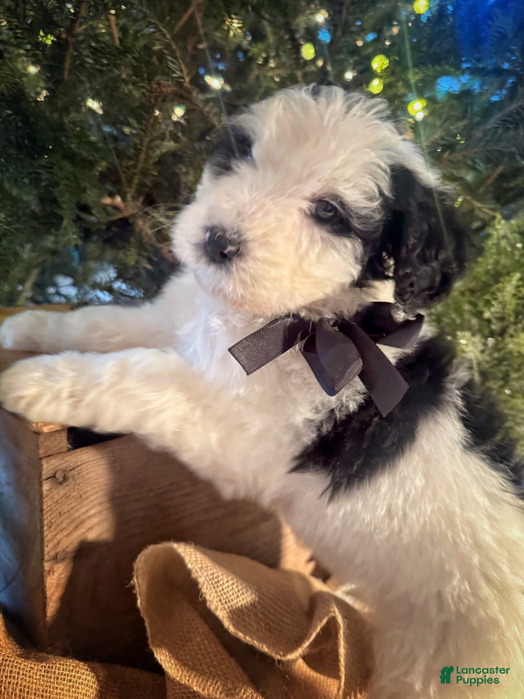 Bernedoodle dogs for sale: Australian Mountain Doodle Kate - Ad 3