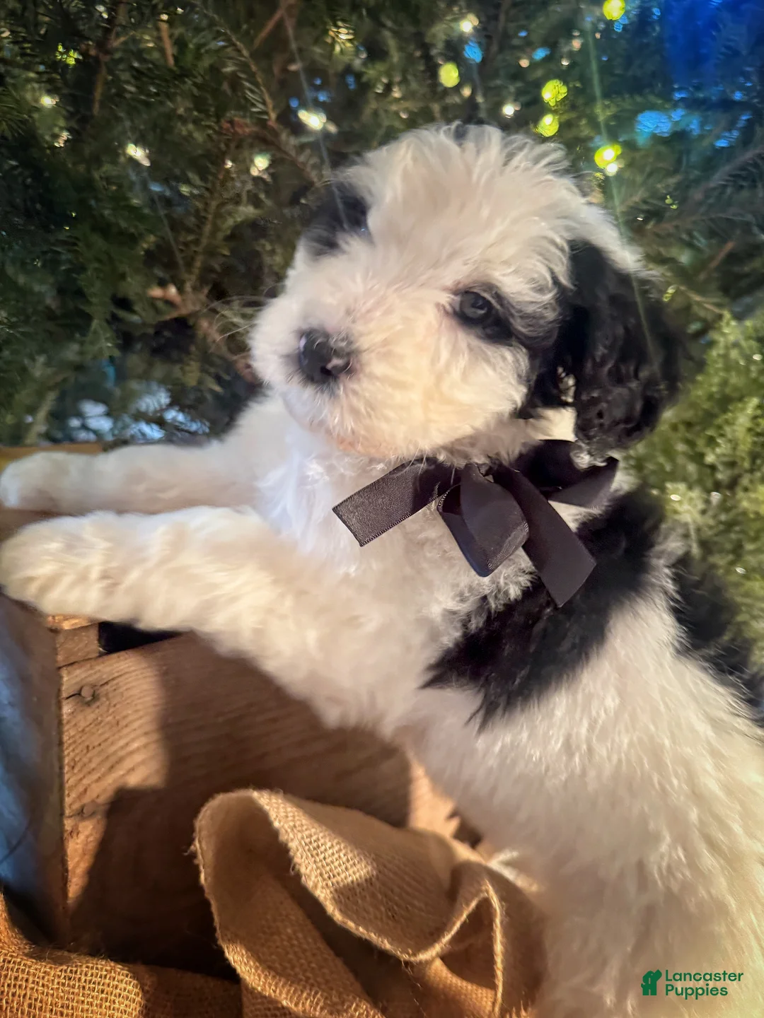 Bernedoodle dogs for sale: Australian Mountain Doodle Kate - Ad 3