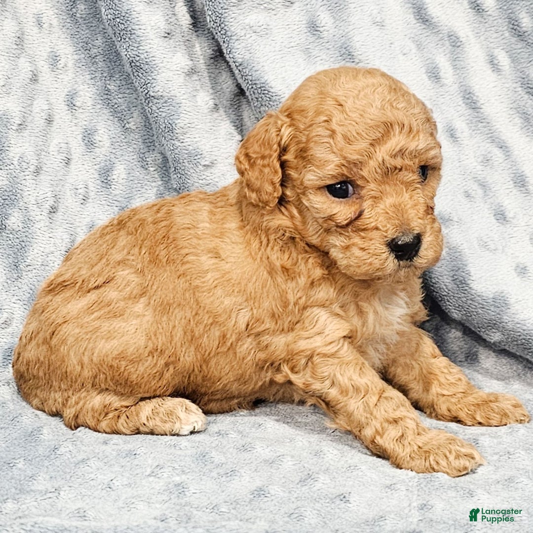 Standard Poodle dogs for sale: Clover - Ad 3