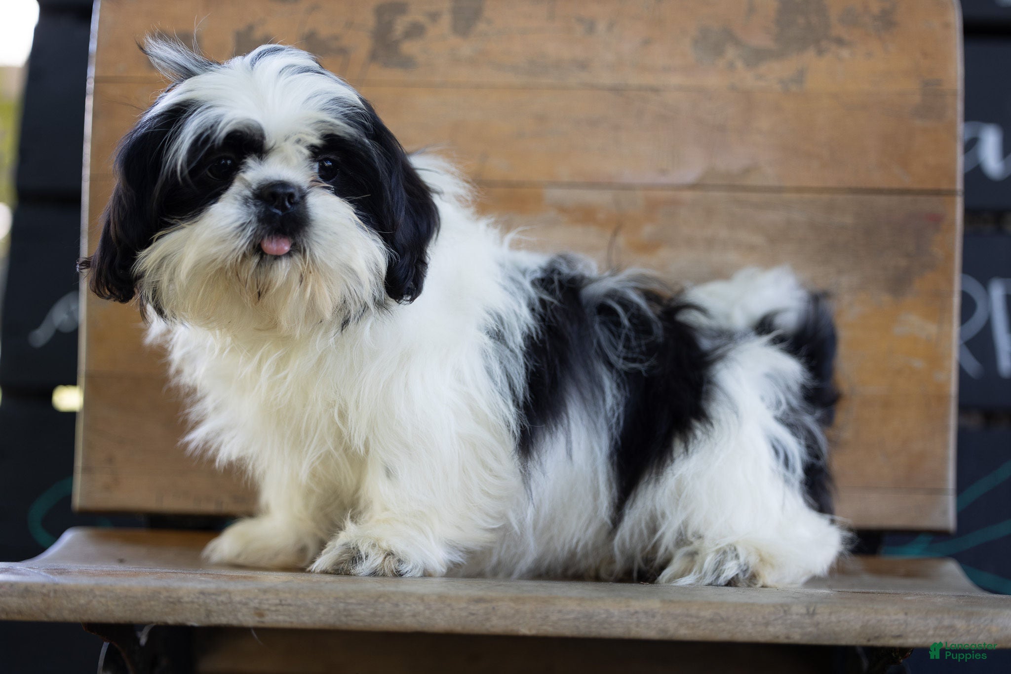 Shih Tzu dogs for sale: Sabrina Shih Tzu  - Ad 1