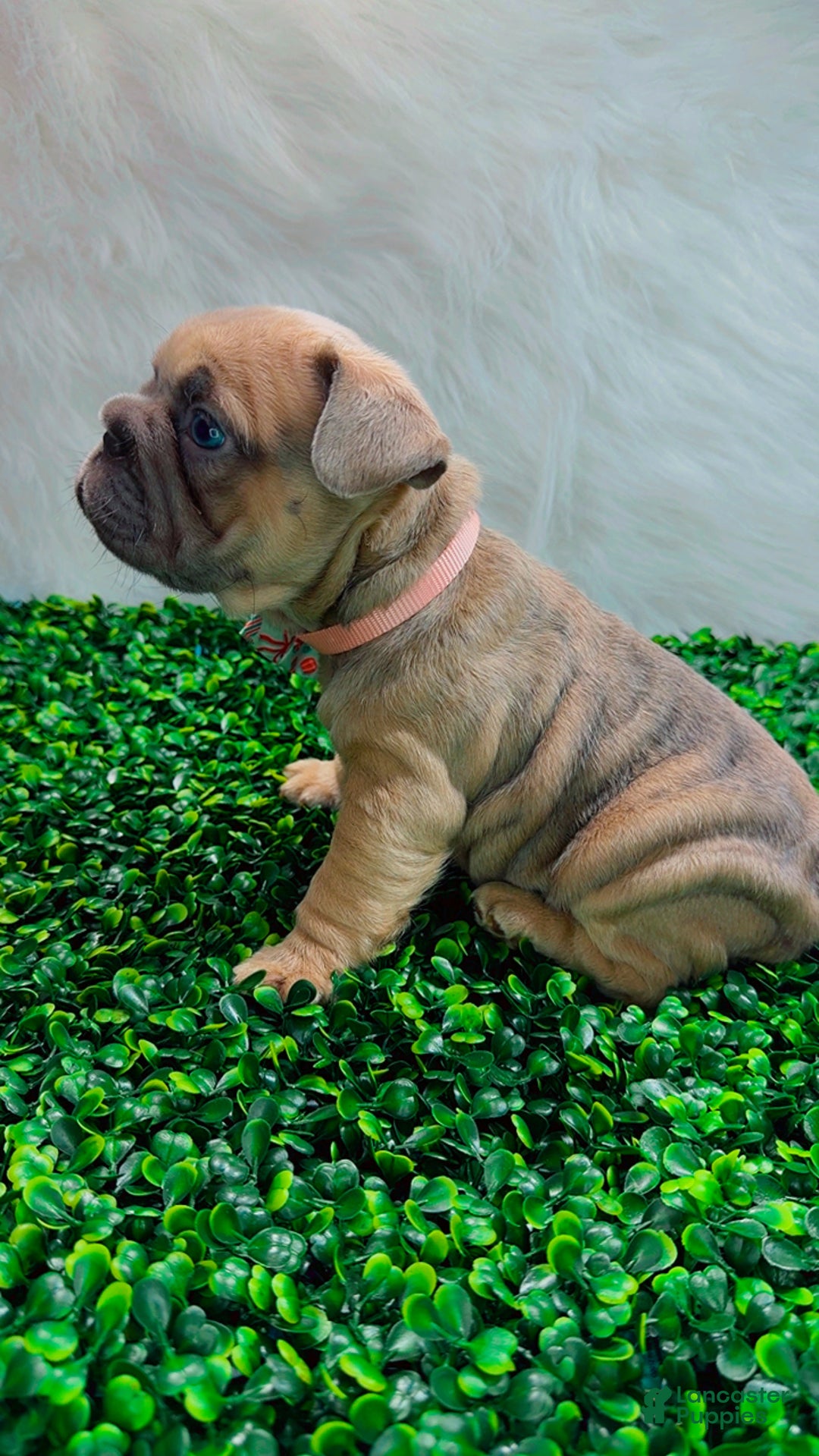 French Bulldog dogs for sale: MAVI - Ad 8