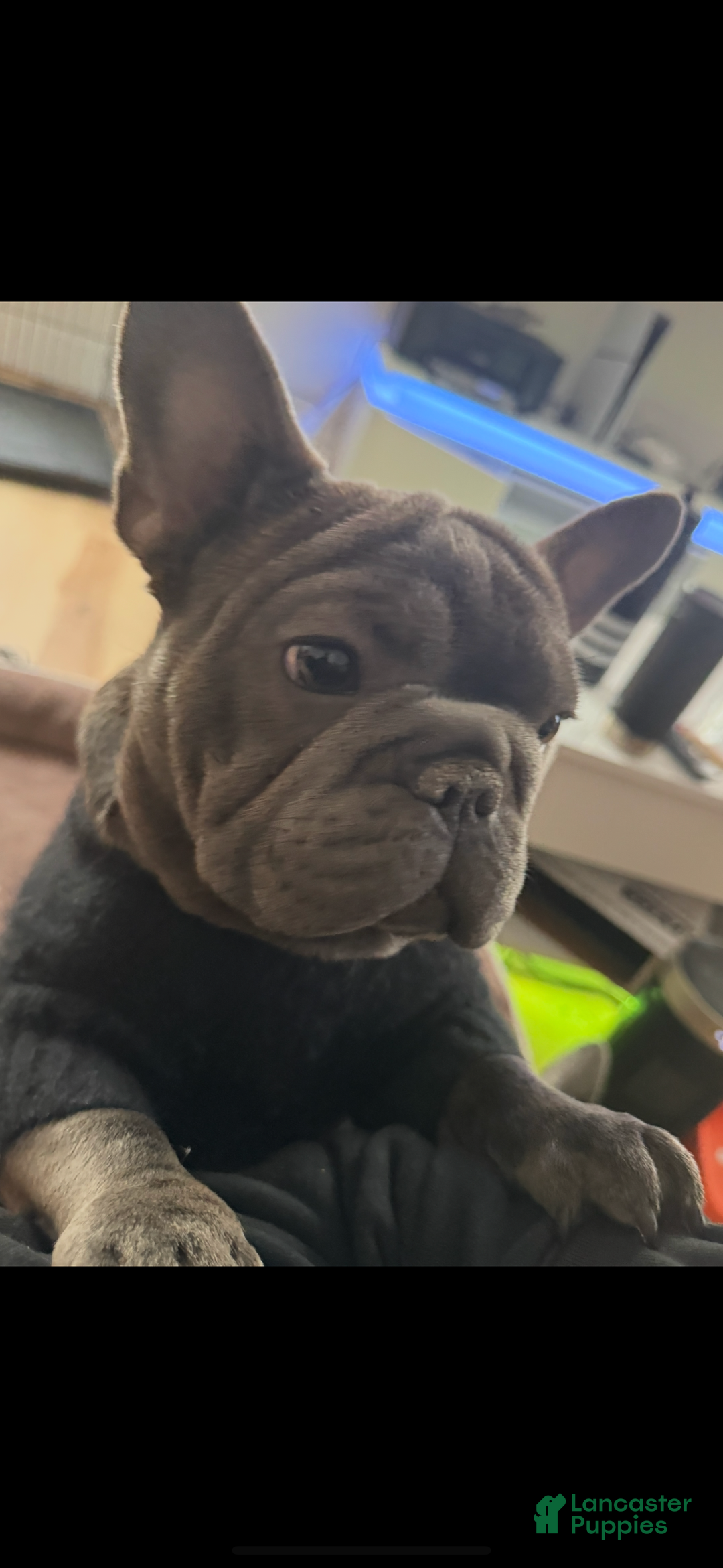 French Bulldog dogs for sale: LilBoy - Ad 10