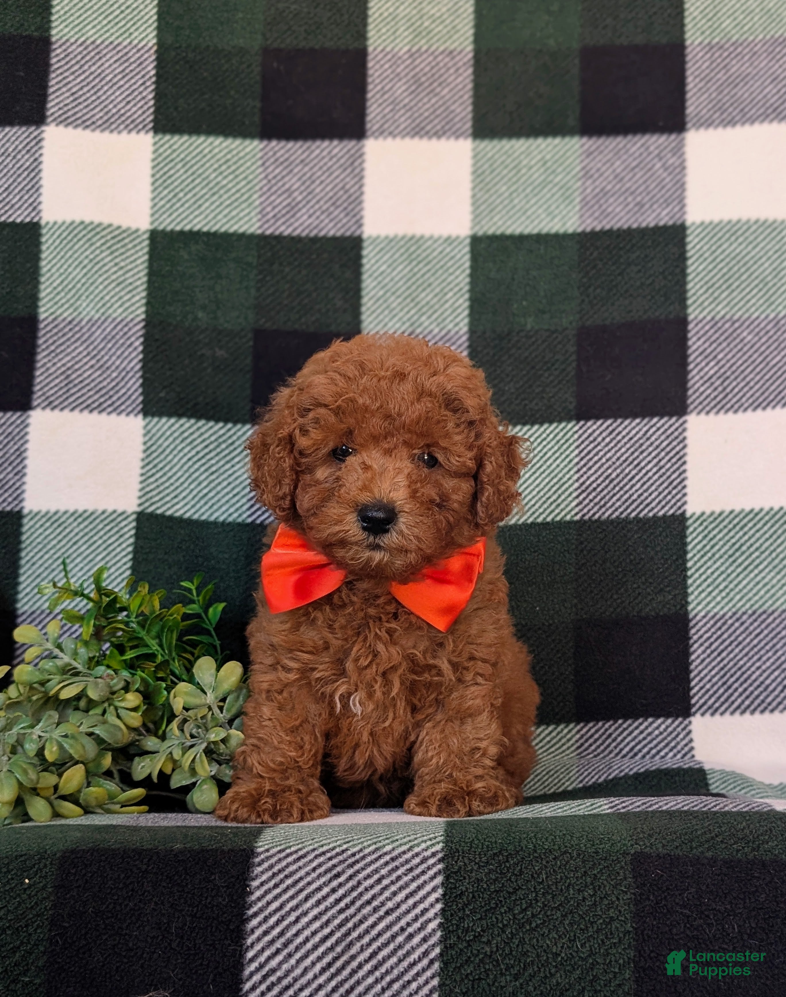 Toy Poodle dogs Conway 7 lbs Full Grown - Ad 2