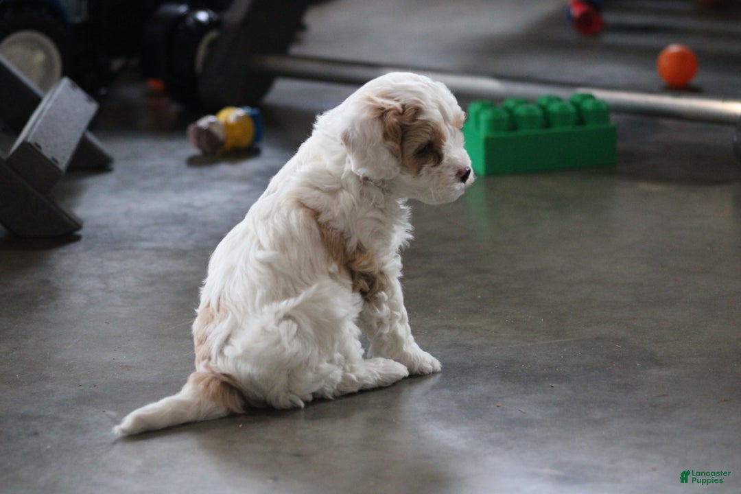 Cavapoo dogs for sale: Theo - Ad 6