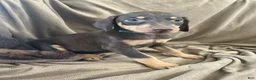 Doberman Pinscher dogs for sale: Blue Collar  - Ad 4