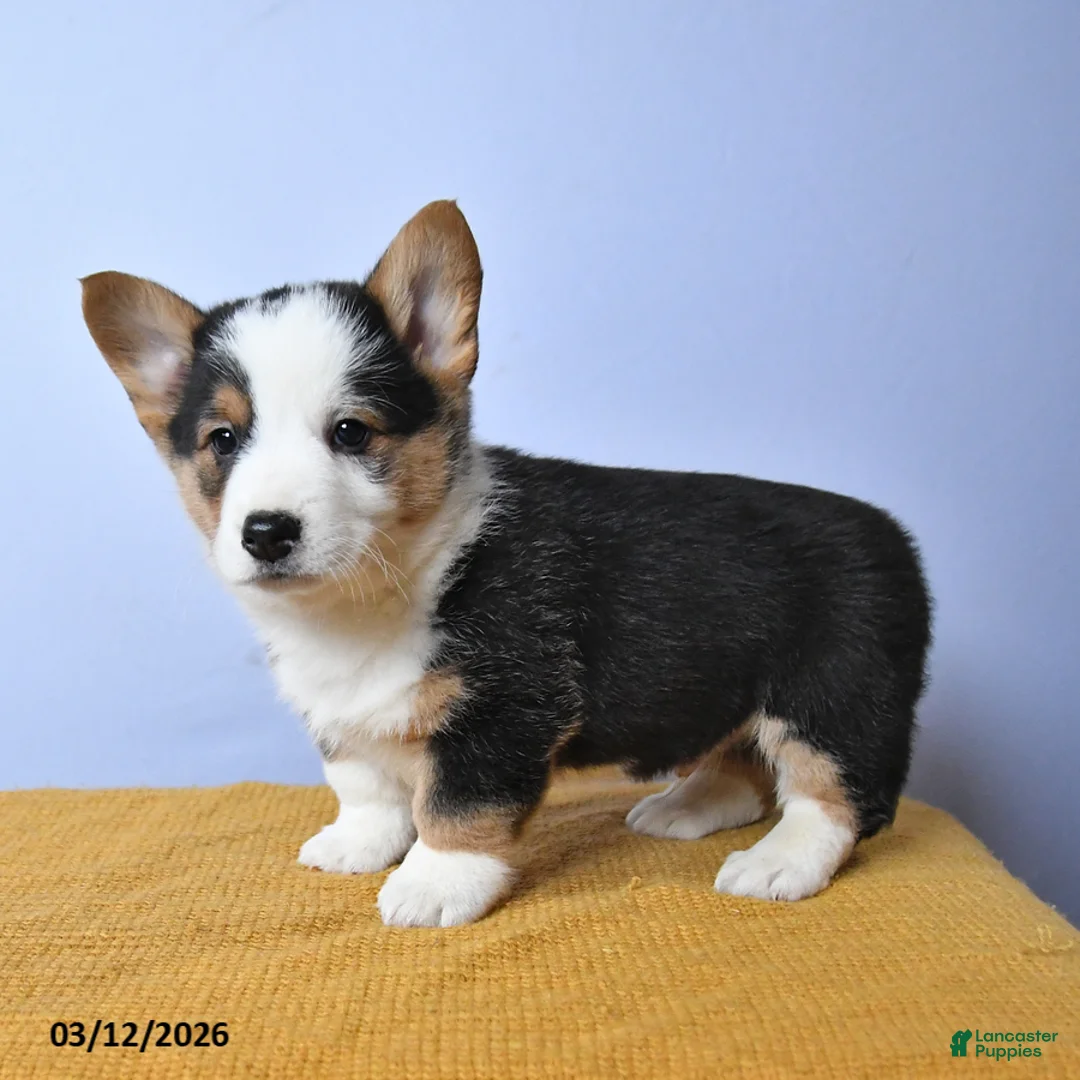 Welsh Corgi Pembroke dogs for sale: River - Ad 5