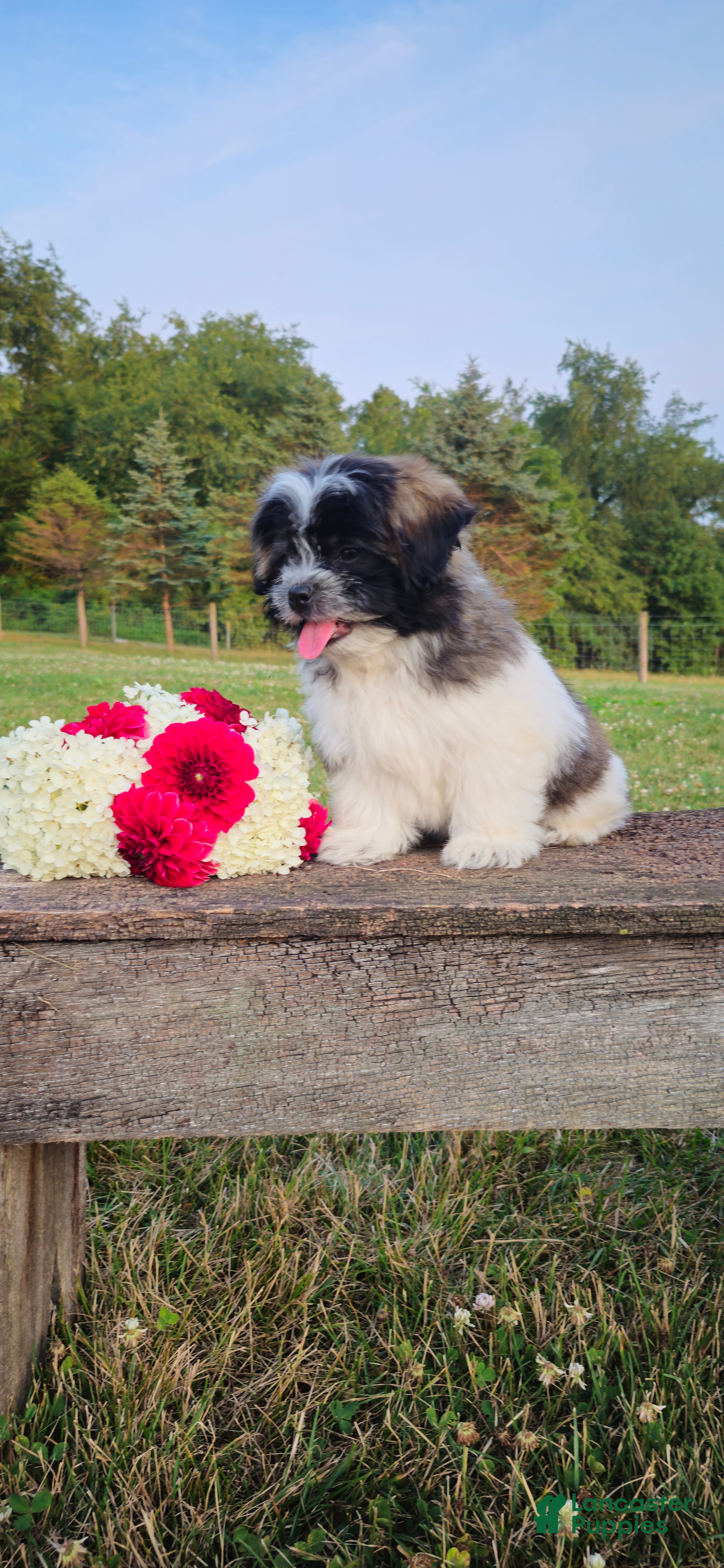 Teddy Bear dogs Rambo - Ad 2