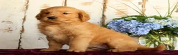Golden Retriever dogs for sale: Sadie  - Ad 9