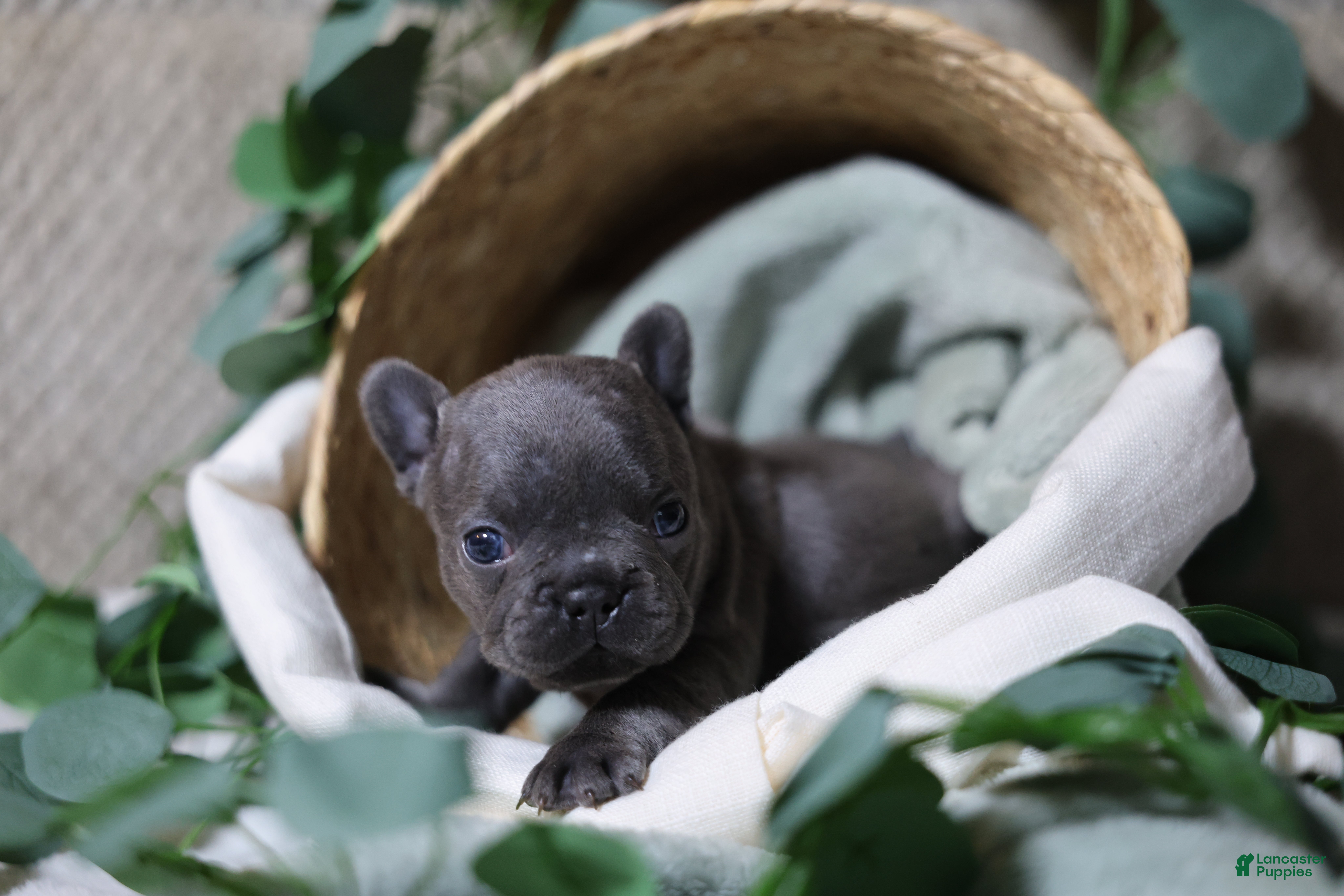 French Bulldog dogs Drake - Ad 40