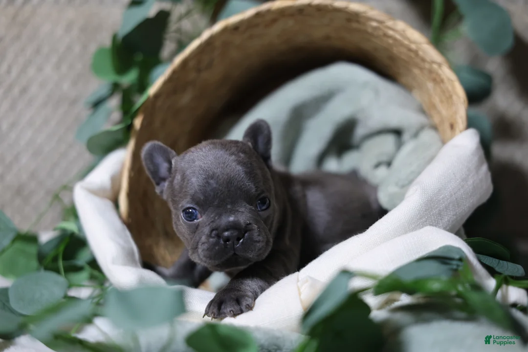 French Bulldog dogs for sale: Drake - Ad 1