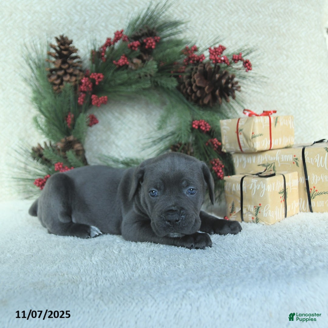 Cane Corso dogs for sale: Axel - Ad 12
