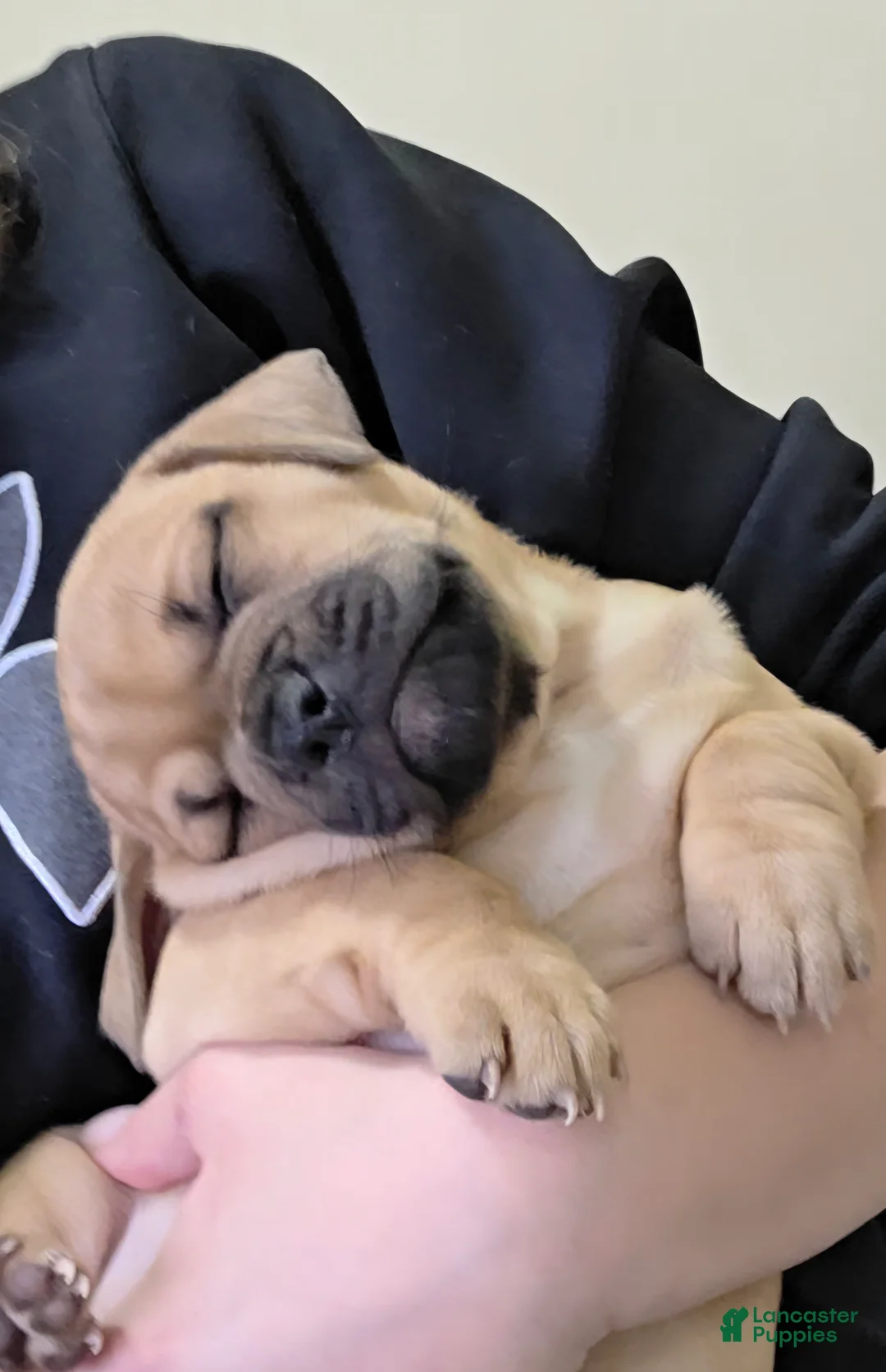 Mixed Breed dogs for sale: Olive - Ad 2