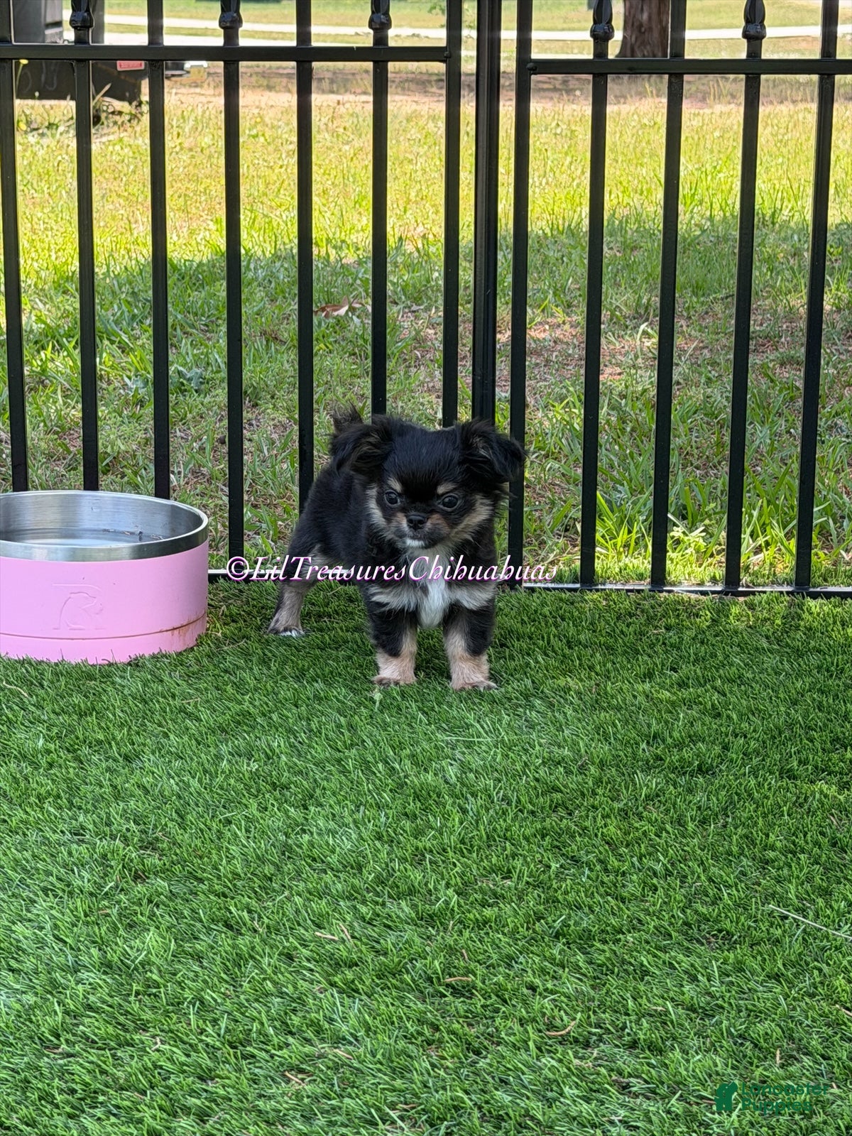 Chihuahua dogs Prime - Ad 2