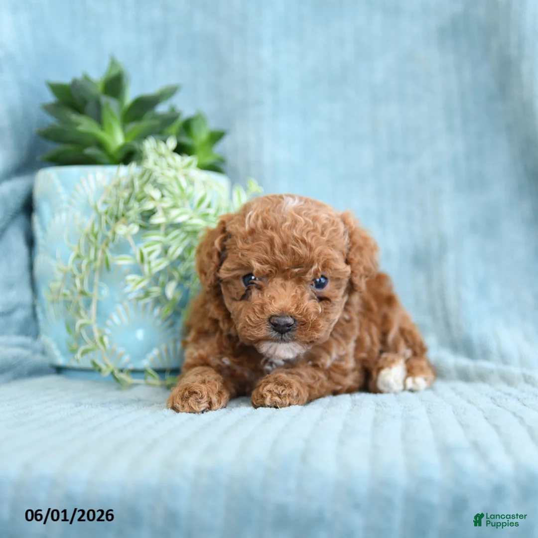 Toy Poodle dogs for sale: Rita - Ad 2