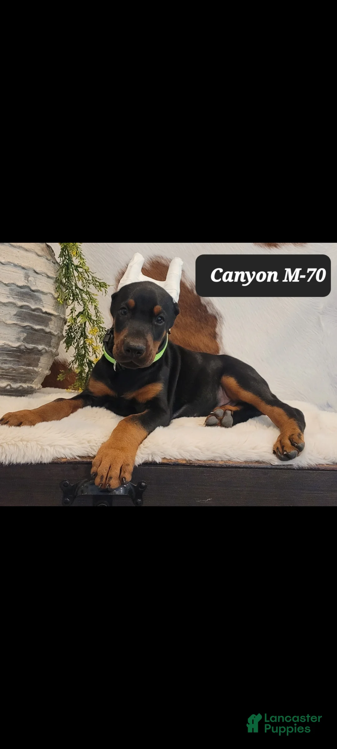 Doberman Pinscher dogs for sale: CANYON - Ad 1