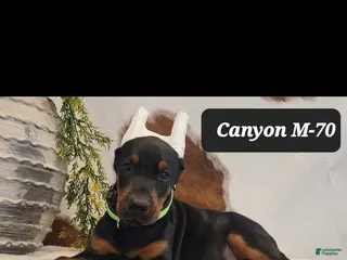Doberman Pinscher dogs CANYON - Ad 42