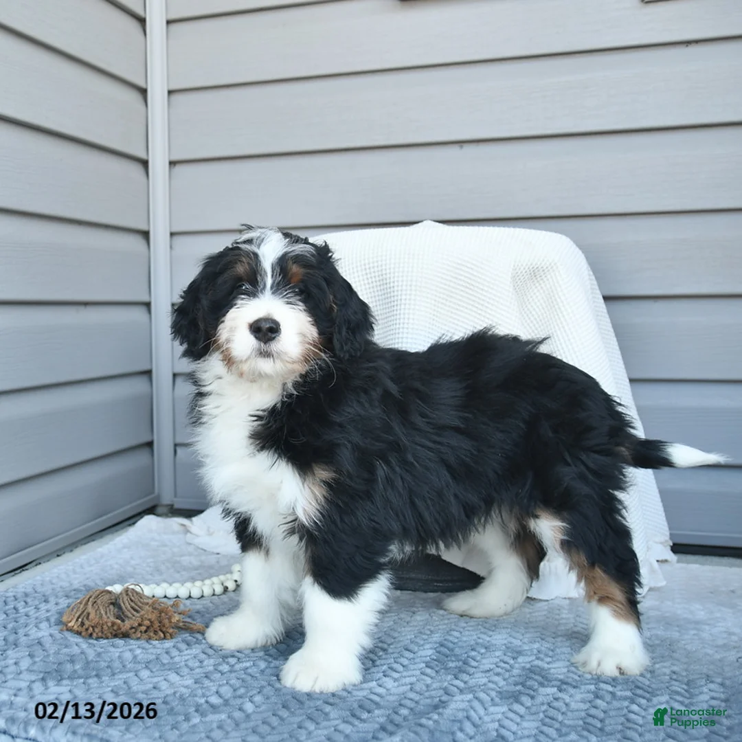 Bernedoodle dogs for sale: Mitchell - Ad 1