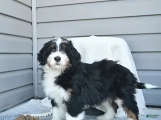 Bernedoodle dogs Mitchell - Ad 38