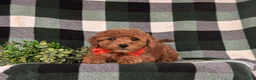 Cavapoo dogs for sale: Jackson Hypoallergenic - Ad 5