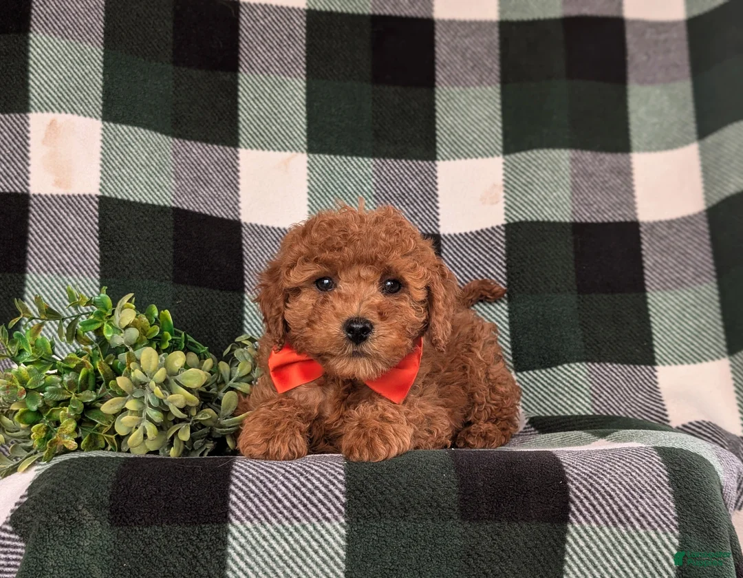 Cavapoo dogs for sale: Jackson Hypoallergenic - Ad 5
