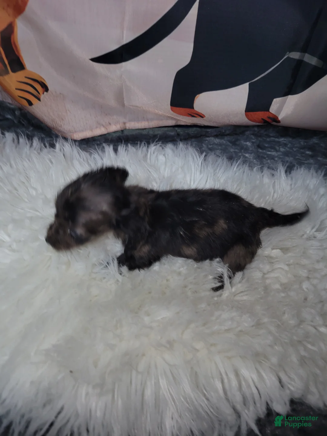 Miniature Dachshund dogs for sale: Ward - Ad 3