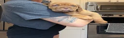 Dogue De Bordeaux dogs for sale: Dogue De Bordeaux Puppy 5 - Ad 19