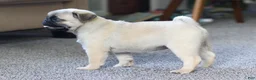 Pug dogs for sale: Champion Polly - Ad 4