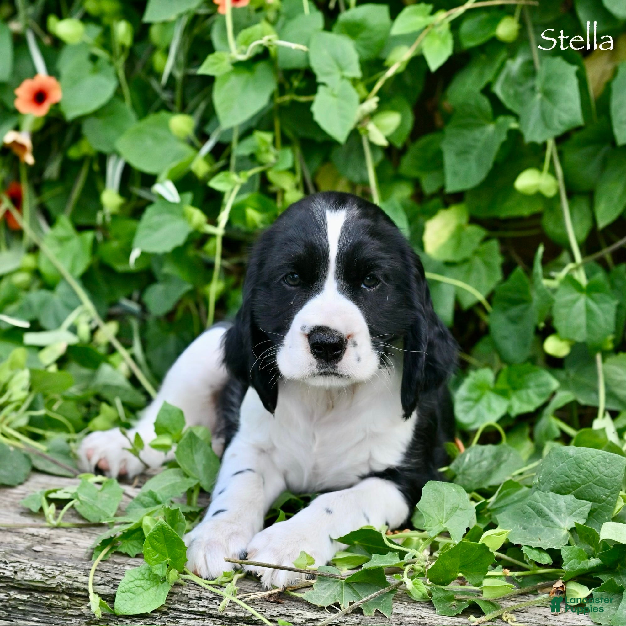 English Springer Spaniel dogs Stella  - Ad 1