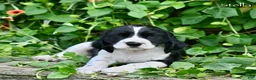 English Springer Spaniel dogs for sale: Stella  - Ad 1
