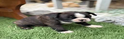 Boston Terrier dogs for sale: Keeth - Ad 7