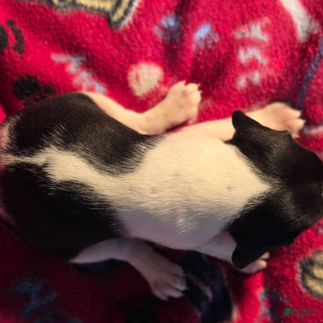 Beagle dogs for sale: Cinnamon Queen Elizabeth Pocket Beagle - Ad 10