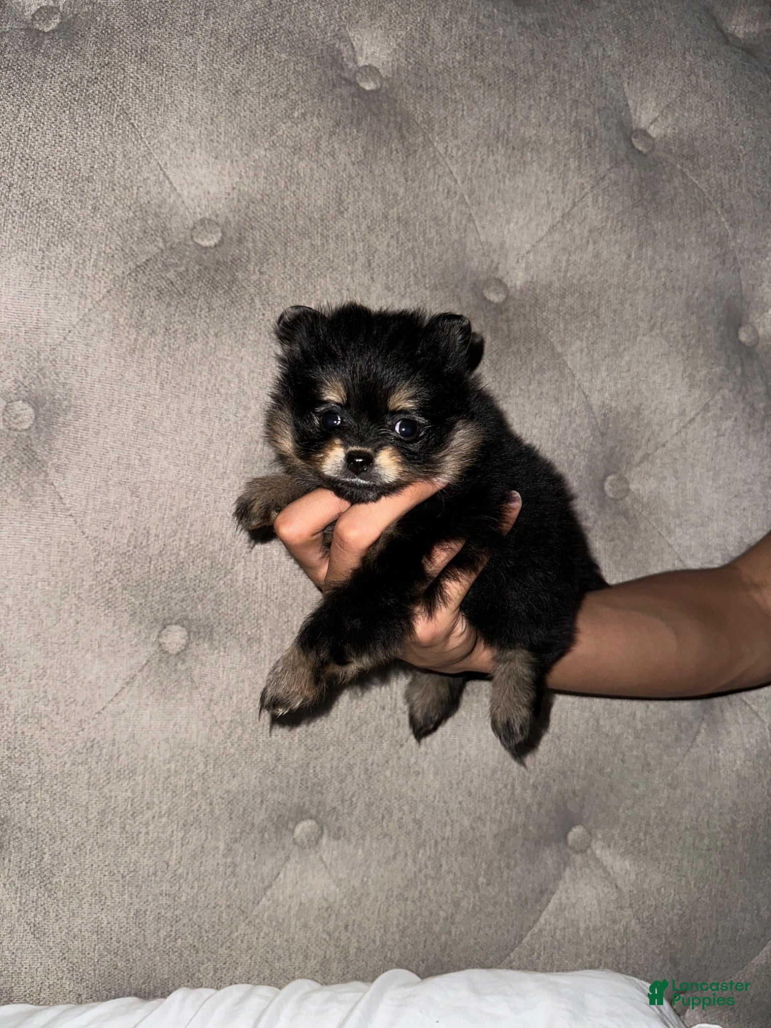 Pomeranian dogs for sale: Pomeranian 4 - Ad 4