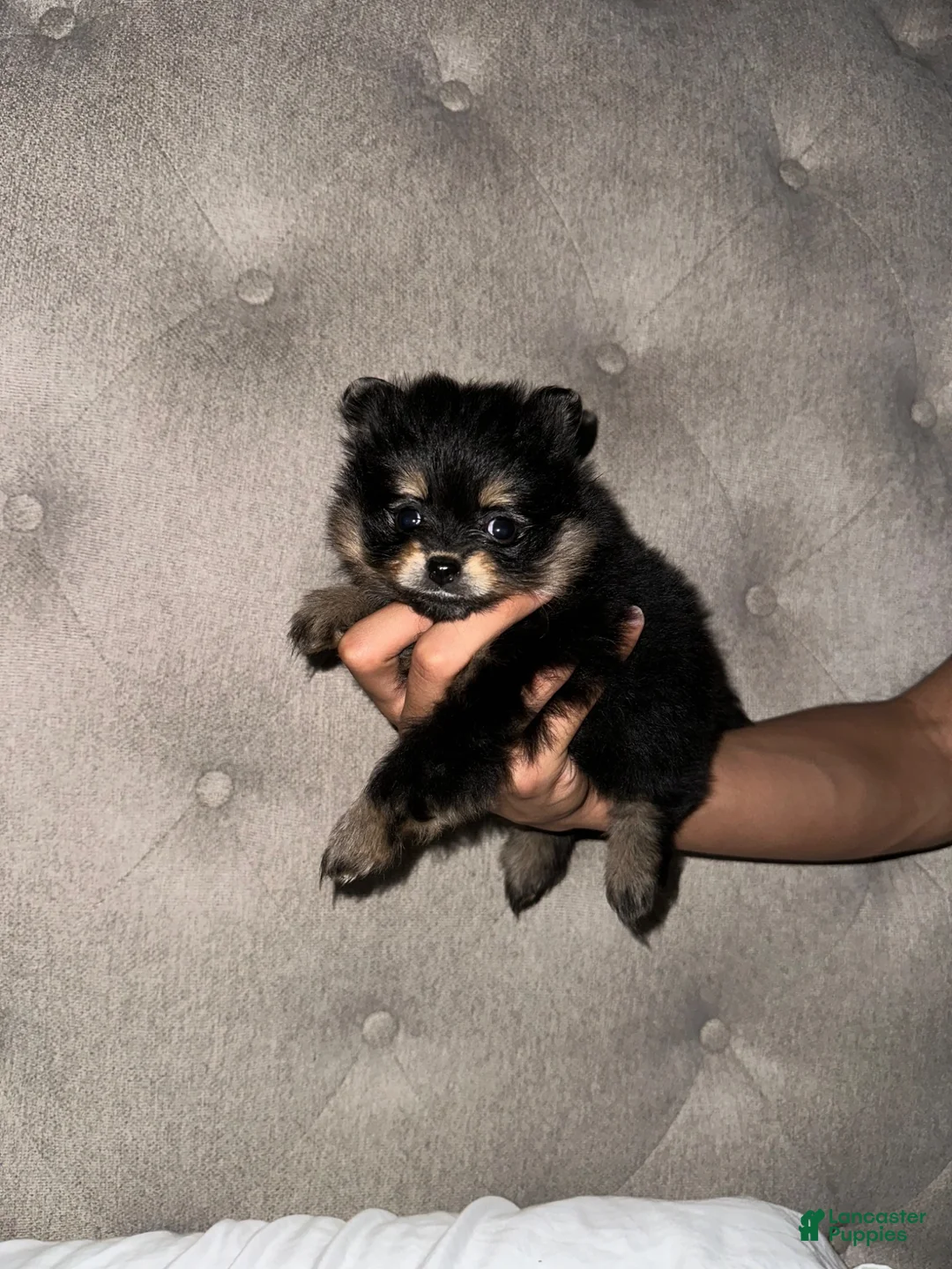 Pomeranian dogs for sale: Pomeranian 4 - Ad 1