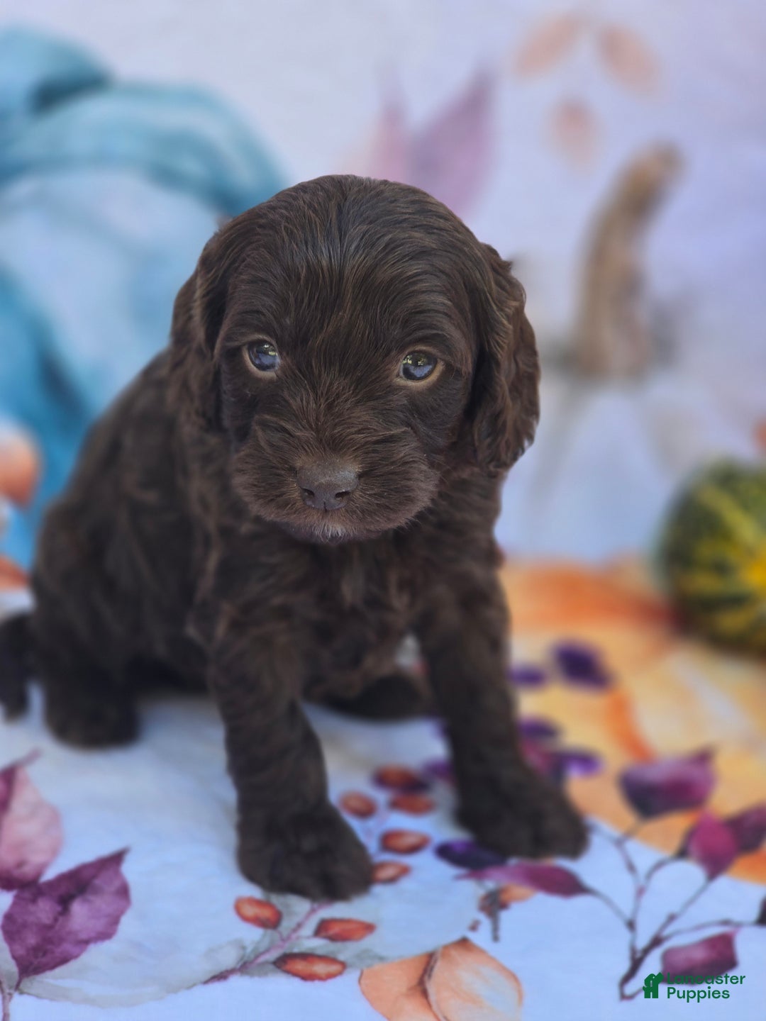 Mixed Breed dogs for sale: Prudence - Ad 22