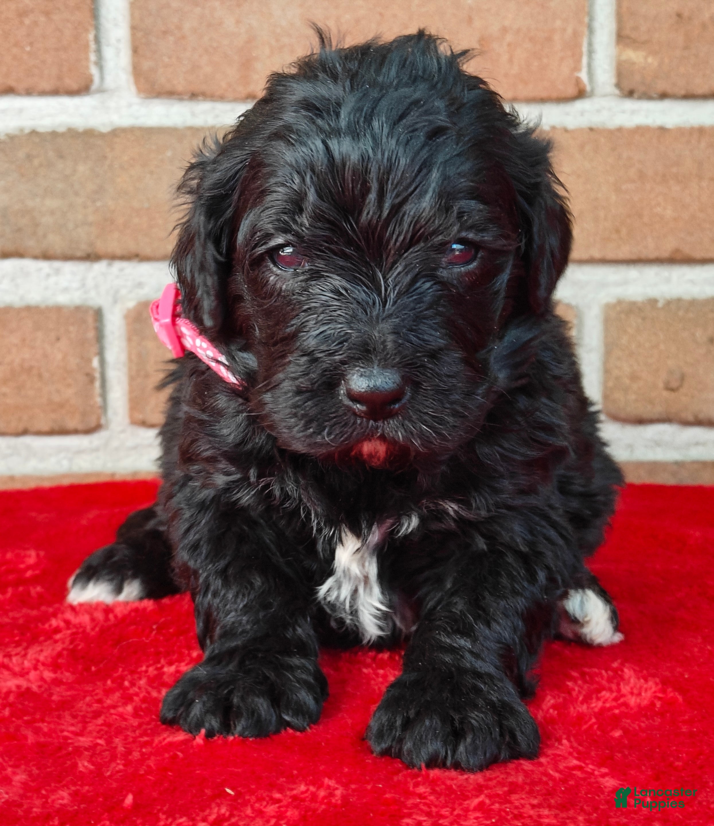 Bernedoodle dogs Cinder - Ad 1