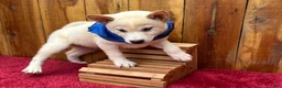Shiba Inu dogs for sale: Shiba Inu Puppy 4 - Ad 21