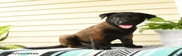 Belgian Malinois dogs for sale: Zuri - Ad 3