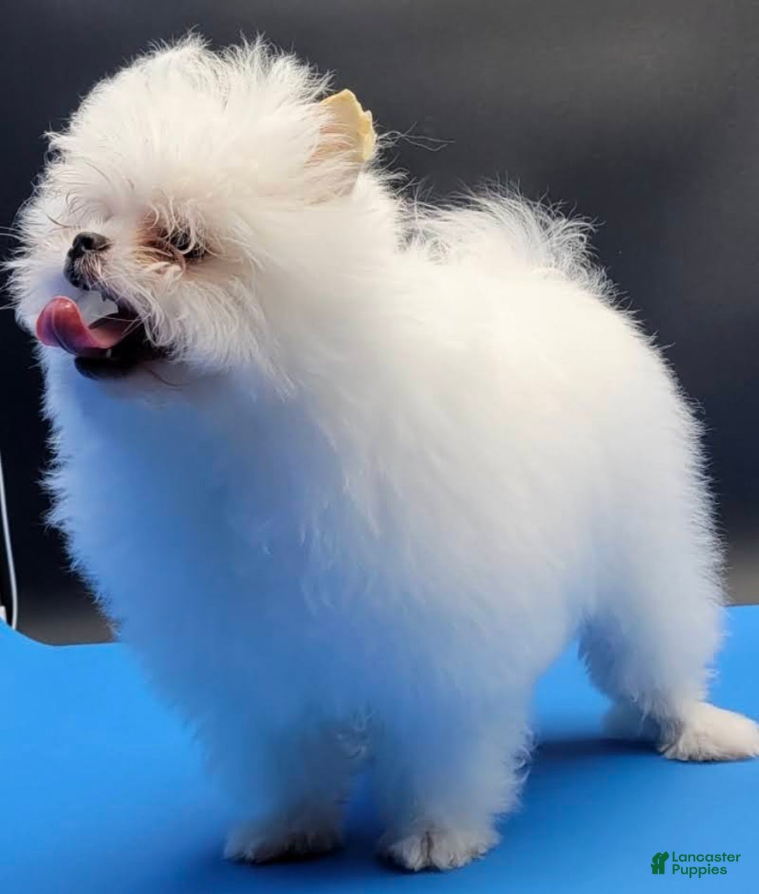 Pomeranian dogs for sale: Casper - Ad 5