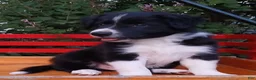 Border Collie dogs for sale: Prince - Ad 4