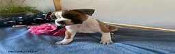 Boxer dogs for sale: Soraya - Ad 5